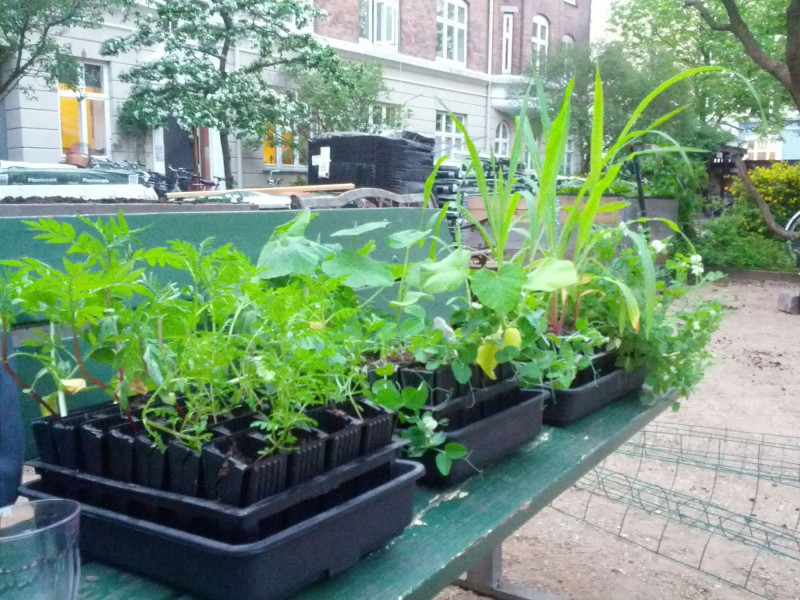 Tagethes, ærter, græskar og majs klar til udplantning maj 2013