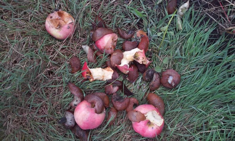 Dræbersnegle på æblerov
