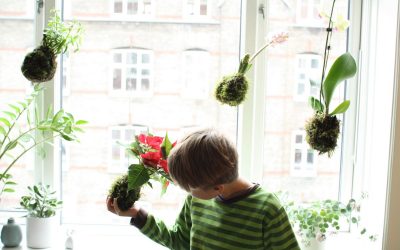 KokeDama – hængende haver til din vindueskarm
