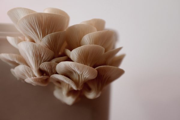 Dyrk selv svampe med svampekit fra TAGTOMAT. Her ses østershatte frugtlegemer vokset ud af svampesæk.