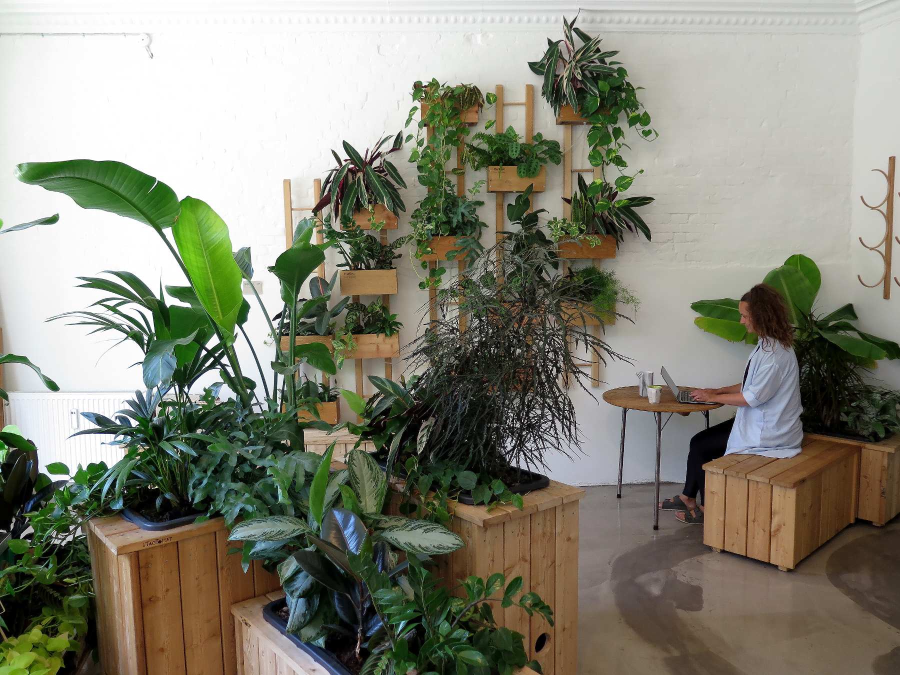 Kontorplanter i selvvandende plantekasser til din arbejdsplads