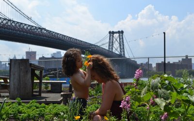 Community gardening – det spirer i New York
