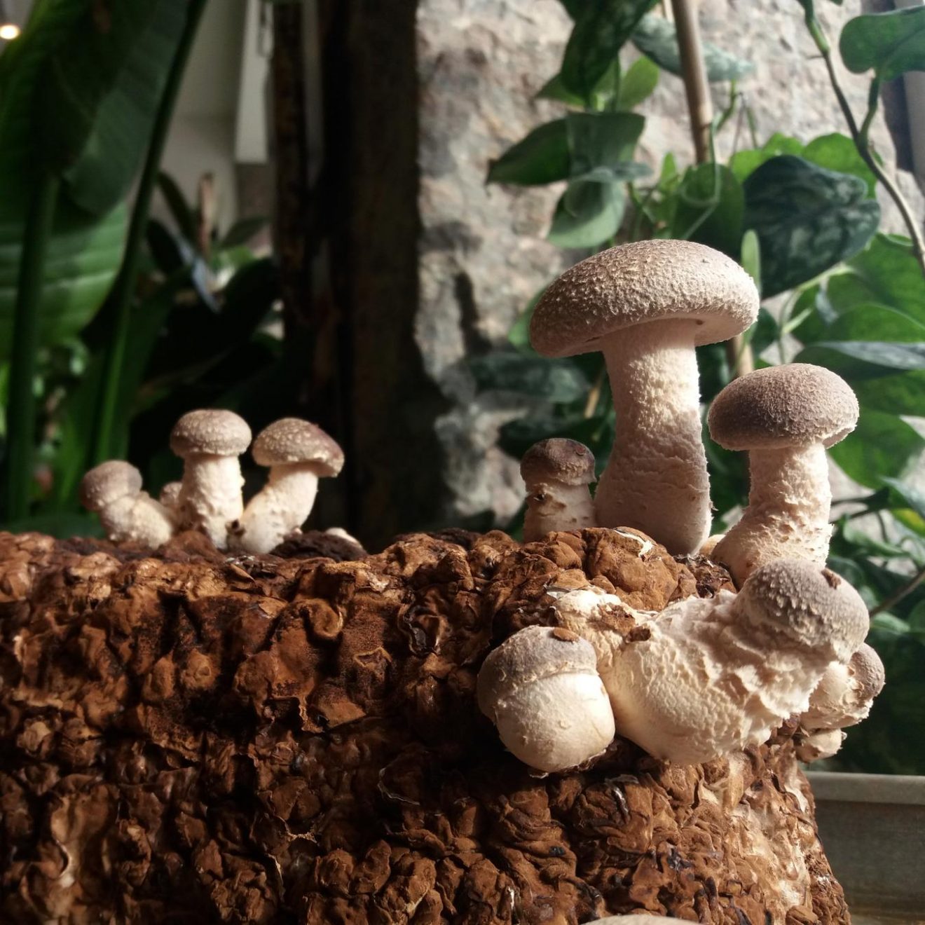 Shiitake (Lentinula edodes) - Økologisk mycelium - ca. 80 g
