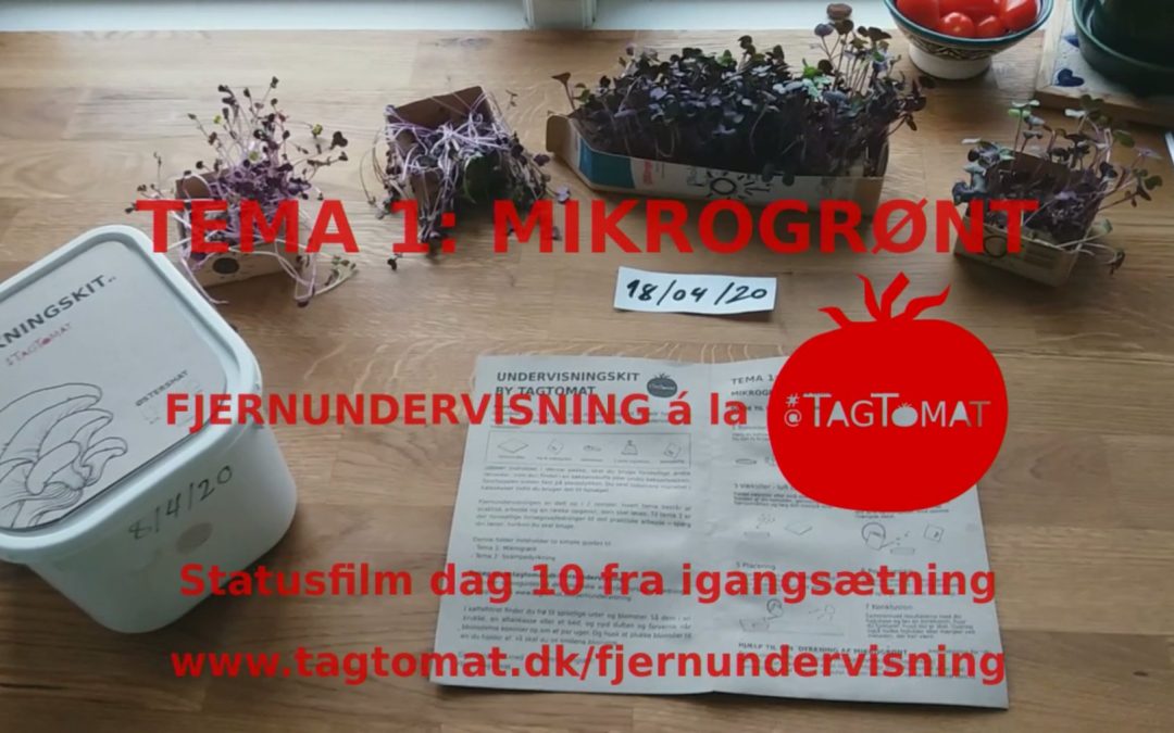 Fjernundervisning Tema 1 – Mikrogrønt – Statusvideo dag 10