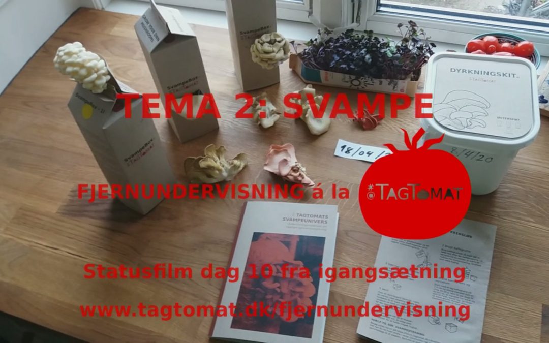 Fjernundervisning Tema 2 – Svampe – Statusvideo dag 10