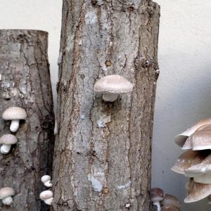 Dyrk selv svampe med dyvler. Shiitake svampe vokser på træstub.