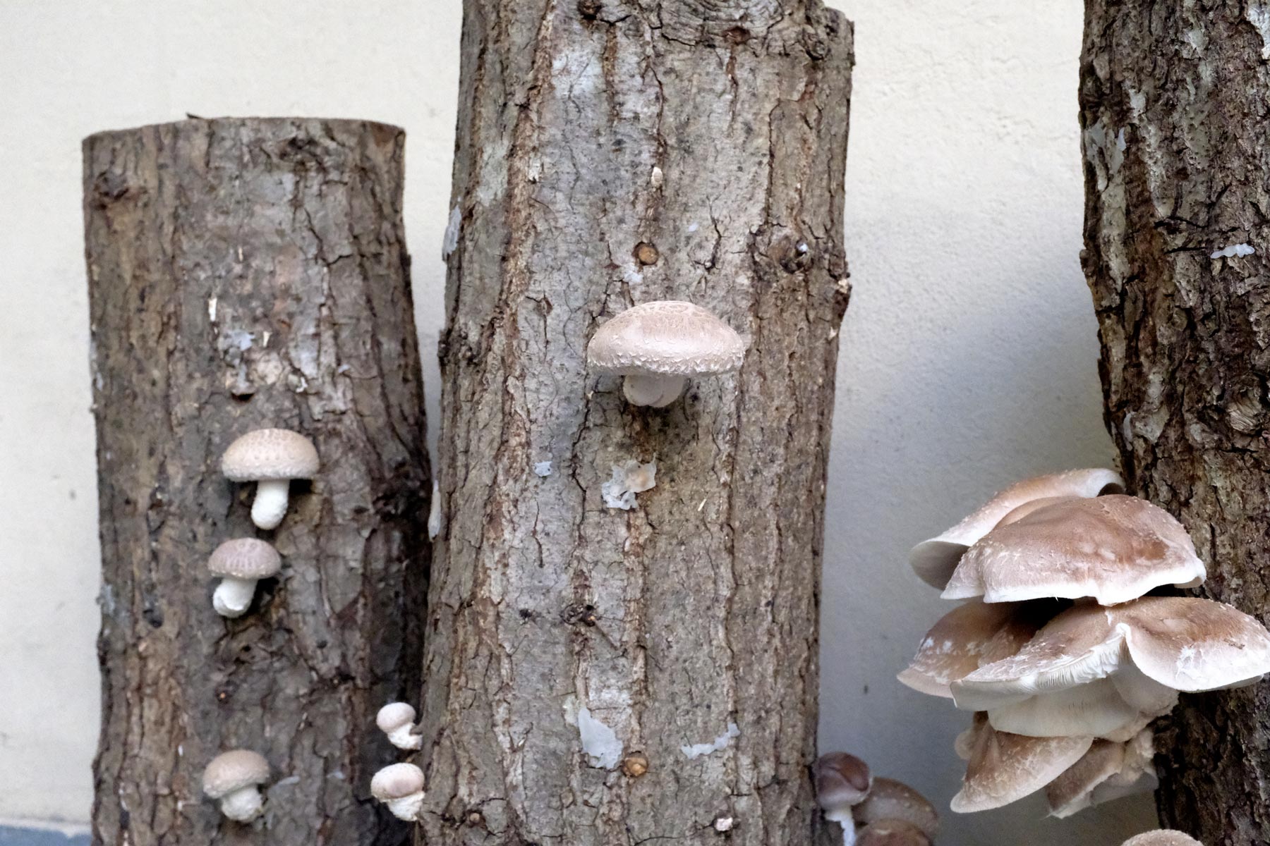 Dyrk selv svampe med dyvler. Shiitake svampe vokser på træstub. 
