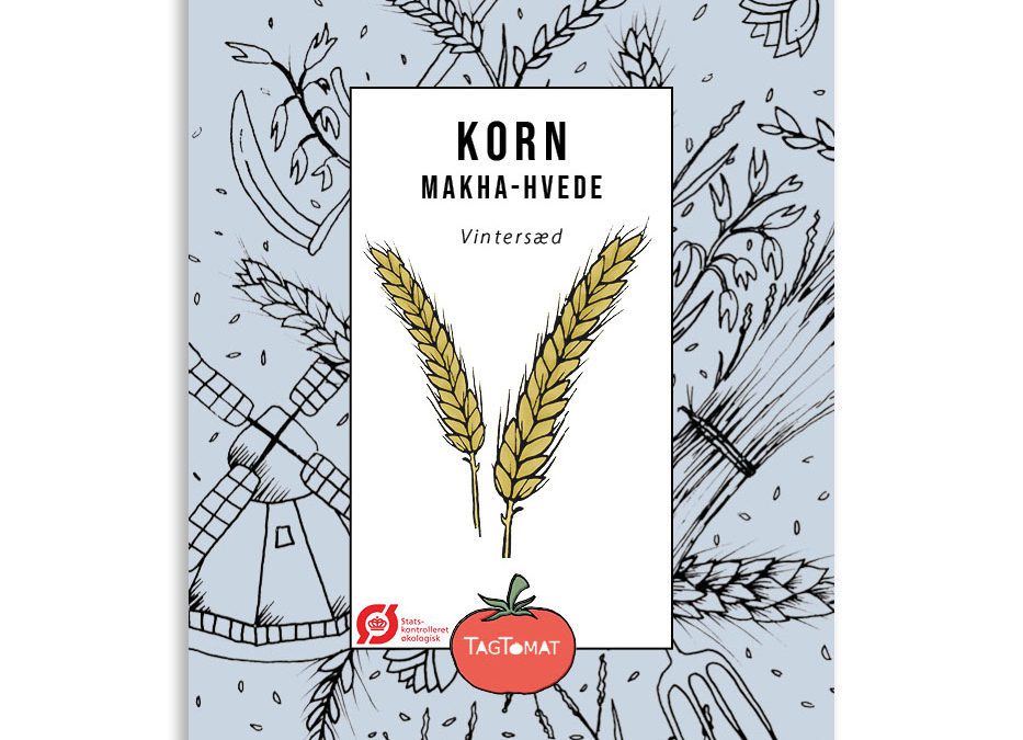 Makha-hvede – Triticum macha – Økologisk Dansk Korn – Vintersæd
