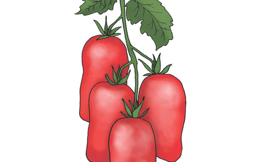 Blommetomat – San Marzano – En verdensberømt og smagfuld tomat. God til tomatsaucen – Økologisk