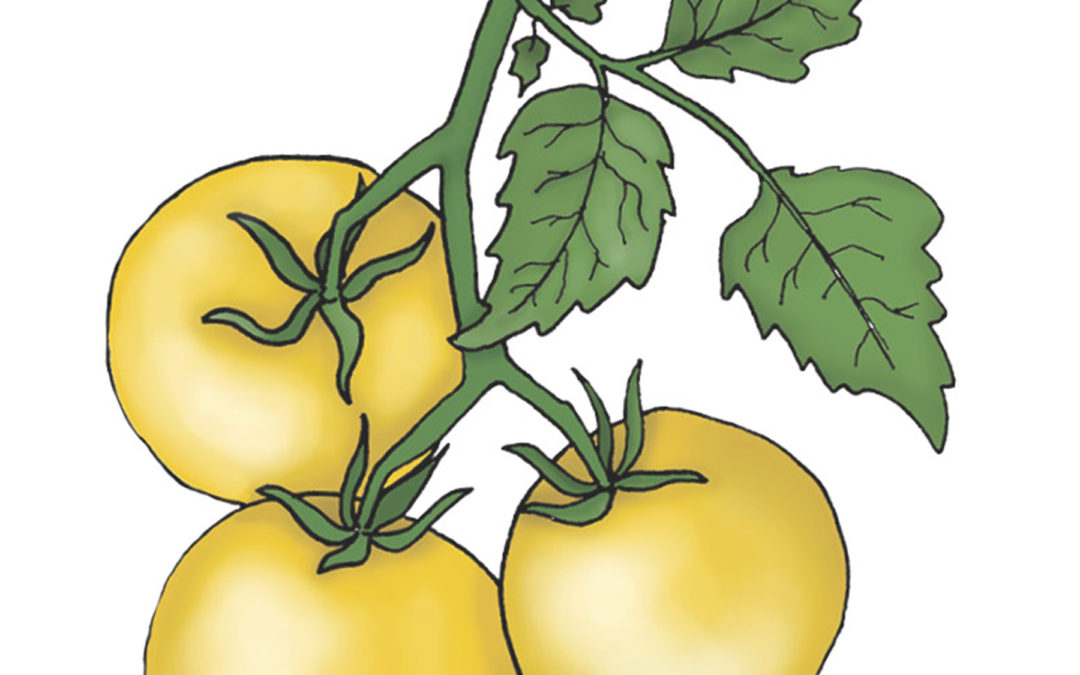 Busktomat – Aztek – En busket tomat der kan dyrkes i en potte og vil give dig lækre gule tomater – Økologisk