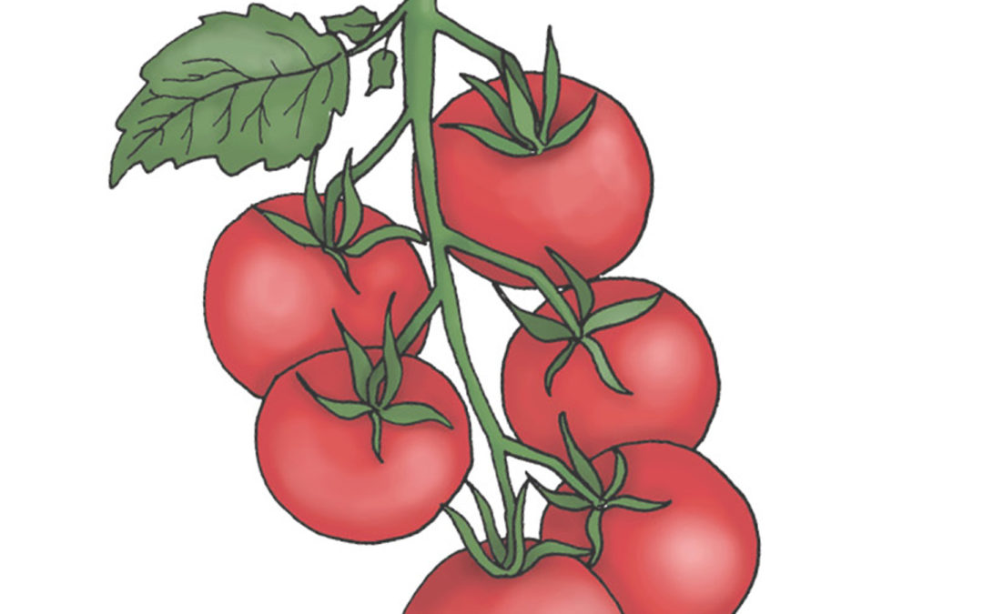 Cherrytomat – Zuckertraube – En robust plante der giver skinnende røde og søde tomater – Økologisk