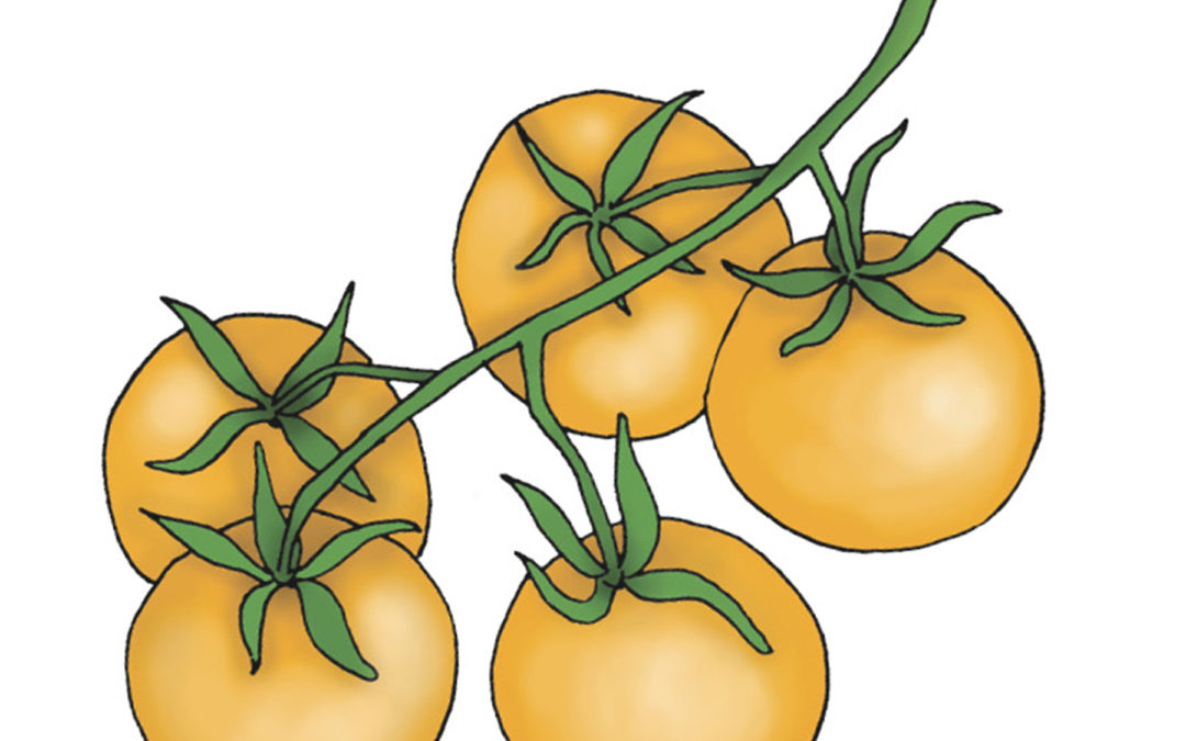Cocktailtomat – Lillit – En orange rund tomat der smager sødt og frugtigt – Økologisk