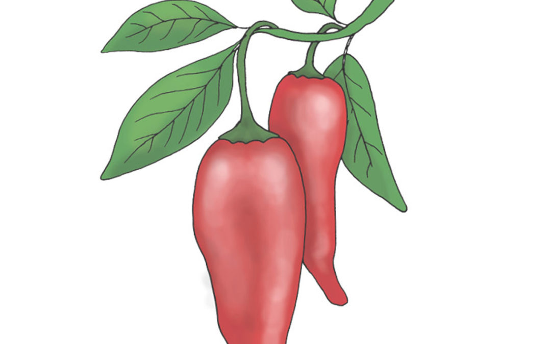 Peberfrugt – Julietta – Tidlig frilandssort der giver sprøde røde snackpebre – Økologisk