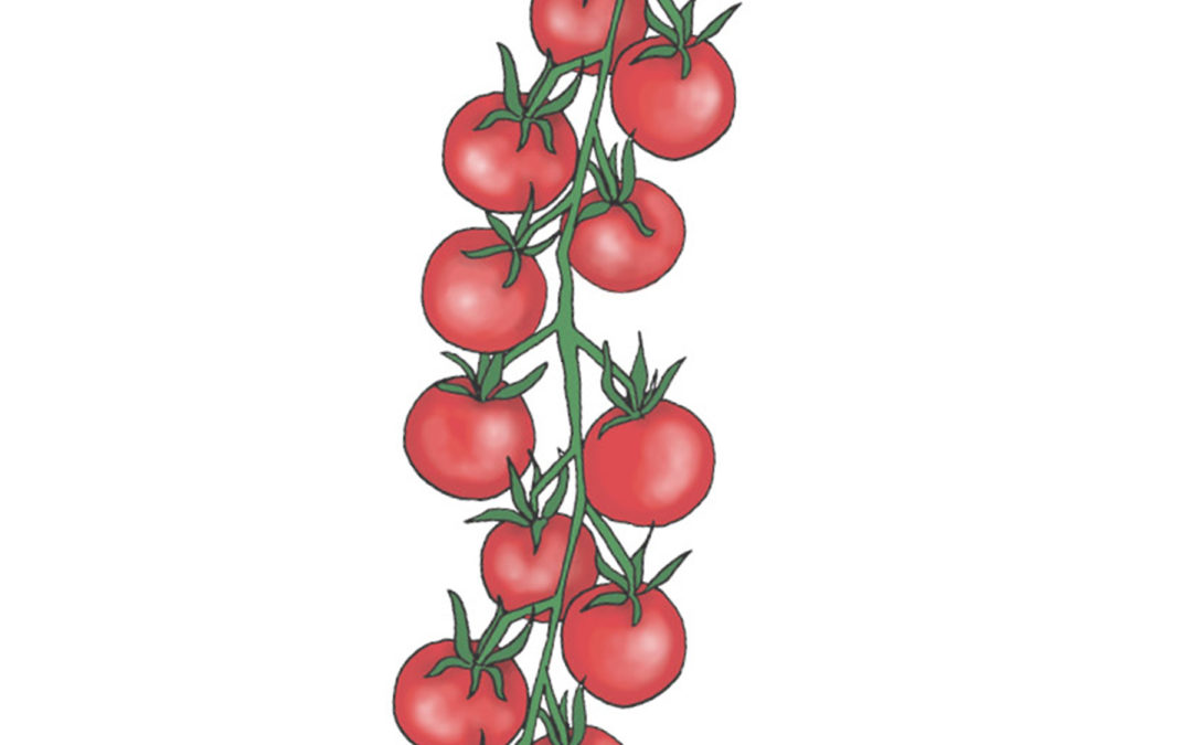 Ribstomat – Rote Ribisel – Bittesmå søde tomater, lige til at guffe i sig – Økologisk