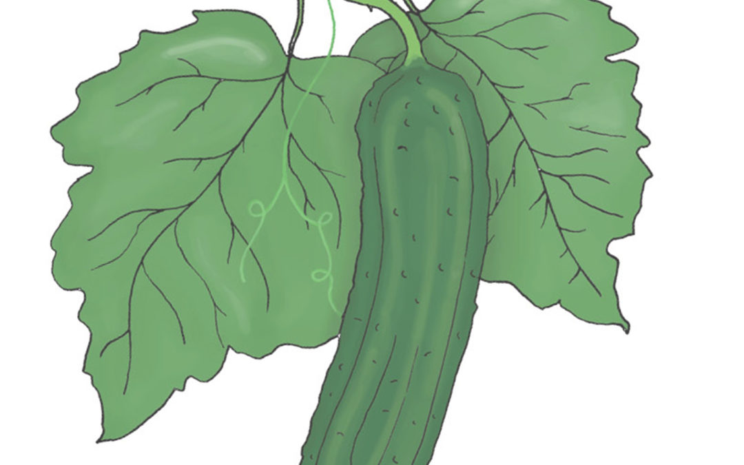 Skoleagurk – Beth Alpha – En lille og glat agurk med masser af crunch – Økologisk