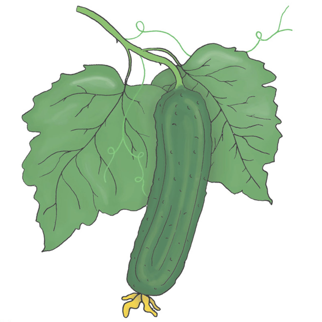 Skoleagurk - Beth Alpha - En lille og glat agurk med masser af crunch - Økologisk