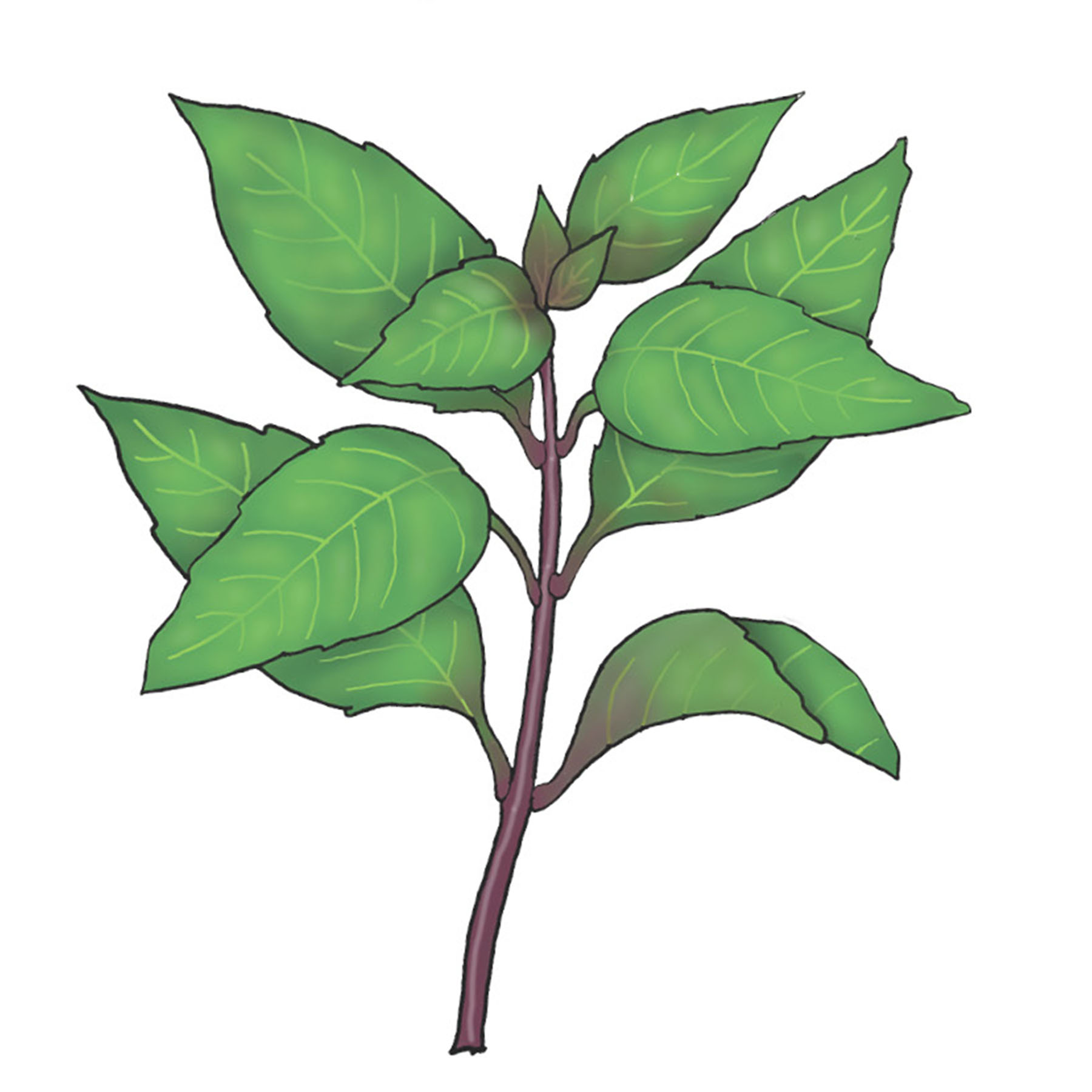 indtryk gentagelse Advarsel Thai Basilikum - En basilikum med violette stængler og spidse blade med en  mild smag af anis - Økologisk - TagTomat