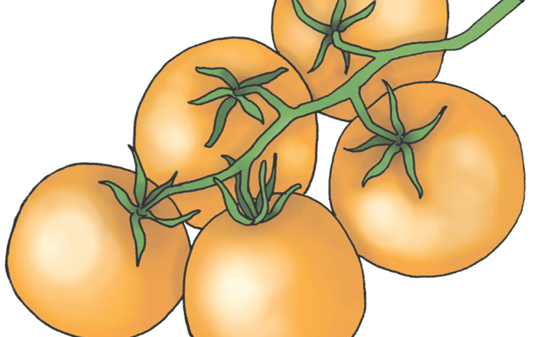 Tomat – Auriga – En orange tomat der kan dyrkes på friland og har en smag af melon – Økologisk