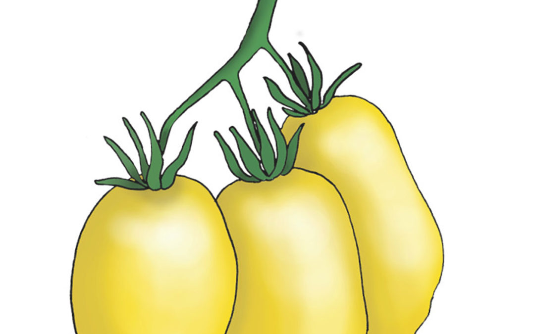 Tomat – Citrina – En unik citronformet tomat med en skinnende gul farve – Økologisk