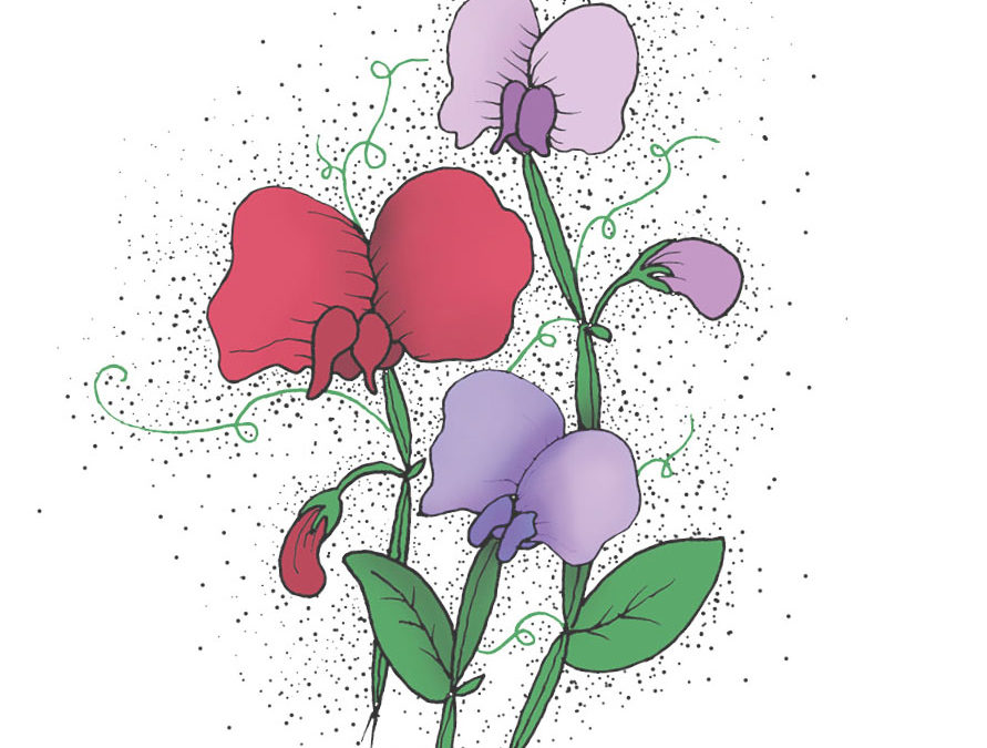 Ærteblomst – Spencer Mix – En enårig klatreplante med ærteblomster i lilla og røde farver – Økologisk