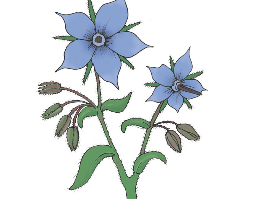 Hjulkrone – Borretsch – Smukke isblå blomster, som er spiselige og insektvenlige
