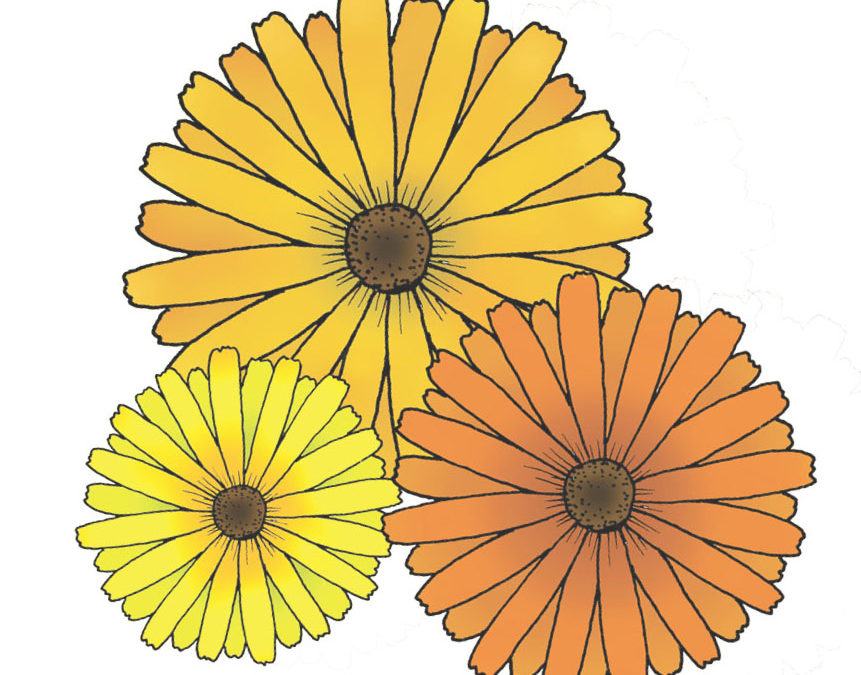 Morgenfrue – Pot Marigold Mix – Smukke, spiselige morgenfruer i et hav af gule og orange farver – Økologisk