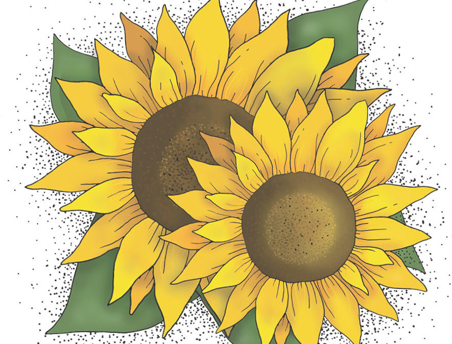 Solsikke – Peredovik – Smuk klassisk gul solsikke som insekter og fugle elsker – Økologisk