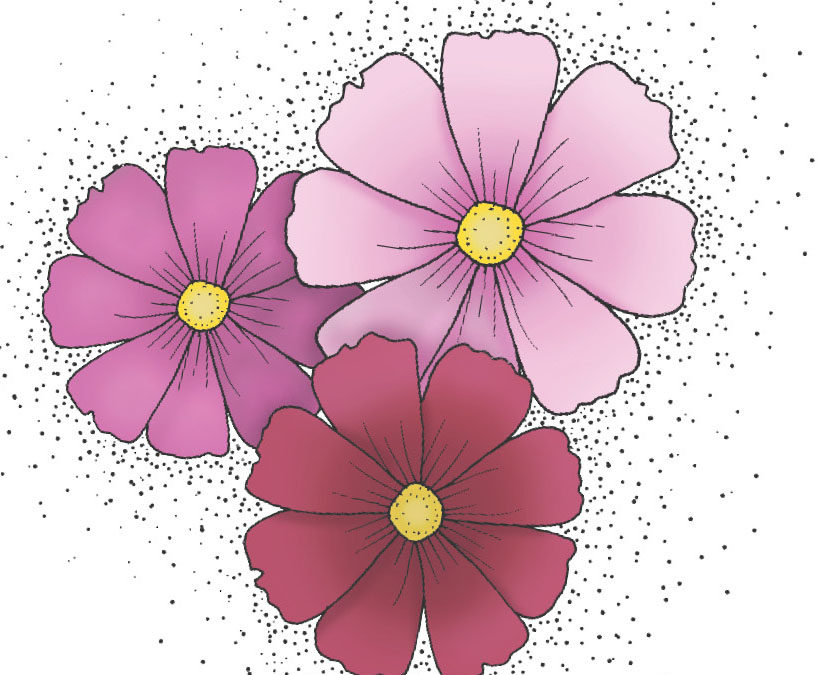 Stolt kavaler – Sensation Mix – Forskelligfarvede blomster der er insektvenlige og gode i buketter – Økologisk
