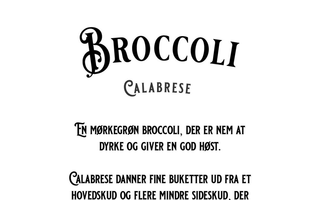 Broccoli – Calabrese – Klassisk mørkegrøn broccoli med en dejlig mild kålsmag – Økologisk