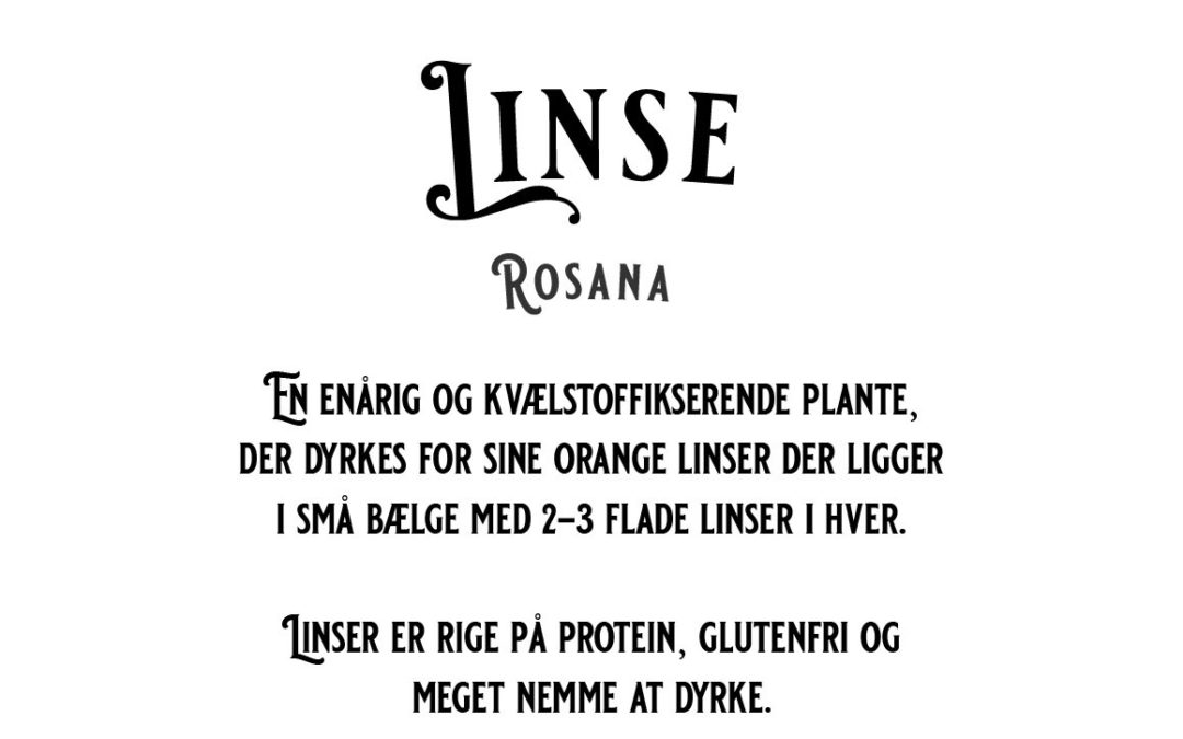 Linse – Rosana – En middelsen sort der giver orange små linser – Økologisk og Danskproduceret