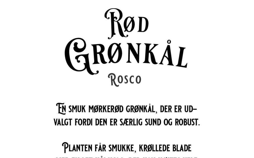 Rød Grønkål – Rosco – En robust, sund og vinterhårdfør sort, med mørkerøde krøllede blade – Økologisk