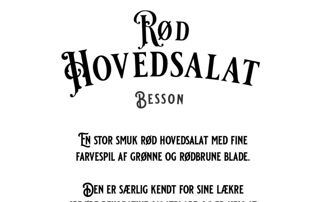 Rød Hovedsalat – Besson – Smukt rødt hovedsalat med sprøde og dekorative blade – Økologisk