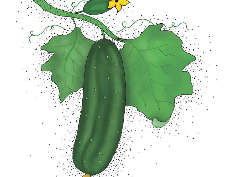 Agurk – Marketmore – En velsmagende frilandsagurk, der er sund, udbytterig og sygdomsresistent – Økologisk