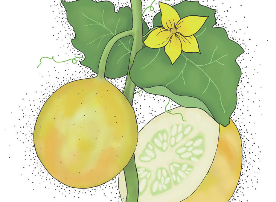 Citronagurk – Limona – En anderledes lille gul agurk der smager sødt og mildt – Økologisk