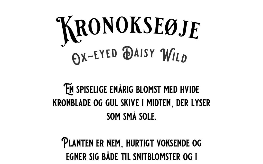 Kronokseøje – Ox-eyed Daisy Wild – En smuk og nem sommerblomst med blomster der ligner små sole – Økologisk