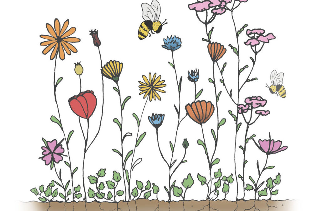 Blomsterblanding til Lerjord – En robust og bivenlig blomsterblanding egnet til lerjord