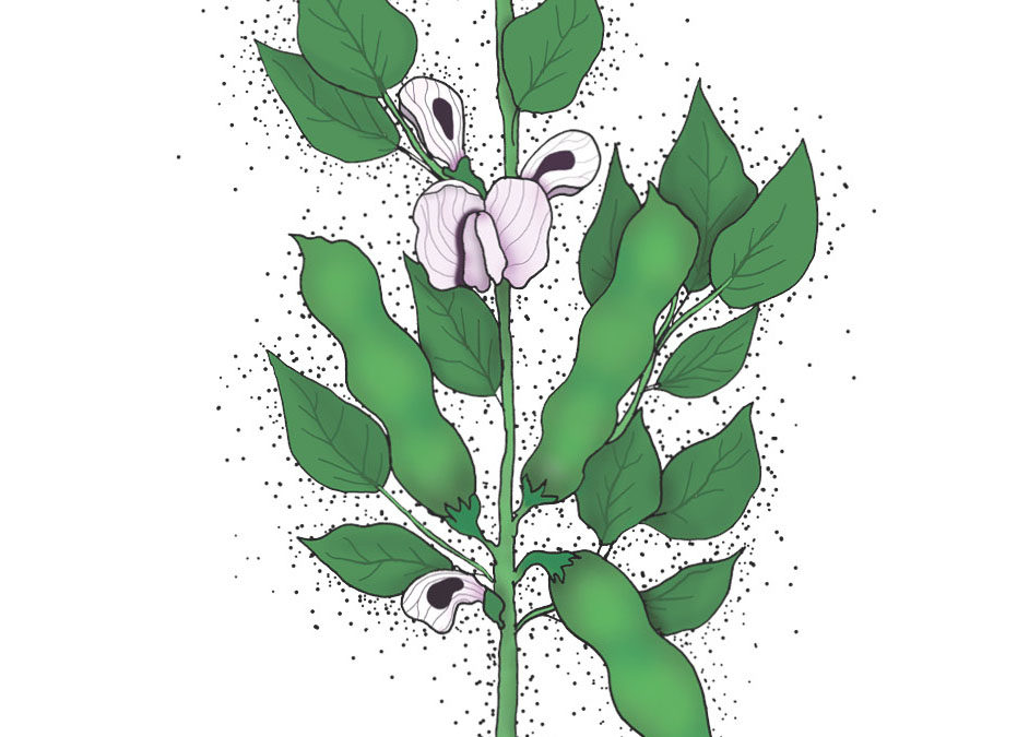 Valsk Bønne – Fuego – En proteinrig nem ærteplante, der også kaldes for Hestebønne – Økologisk