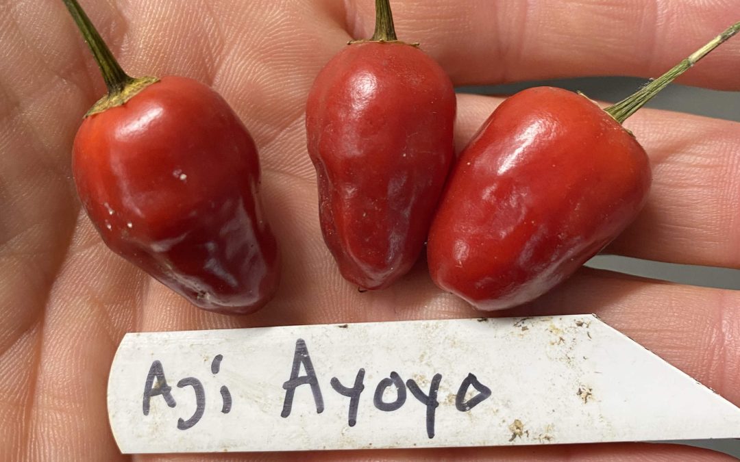 Chili – Aji Ayoyo – Capsicum baccatum – Styrke 3