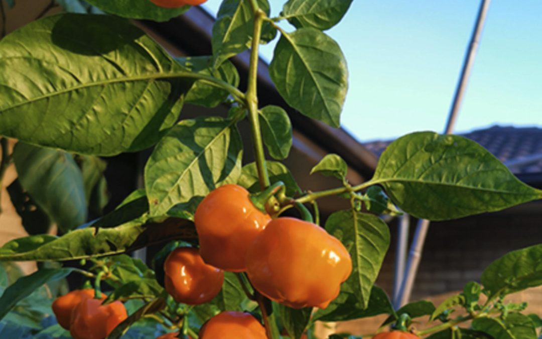Chili – Scotch Bonnet Farmers Market – Capsicum chinense – Styrke 7-9