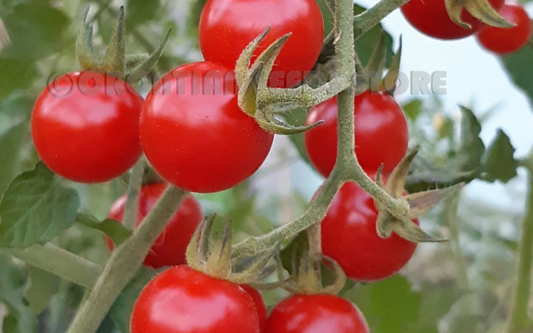 Cherrytomat – Matt’s Wild Cherry – Små tidlige smagsrige tomater i dyb rød