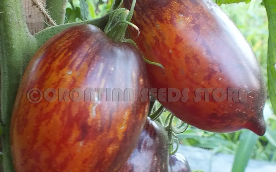 Dværgtomat – Shadow Boxing – Smuk gyldenrød tomat med gule og mørke aftegninger
