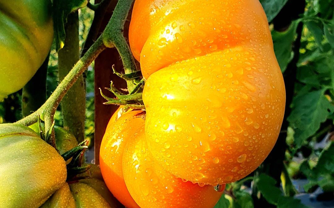Bøftomat – Summer Cider Apricot – Store smukke orange-gule bøftomater på op til et halvt kilo