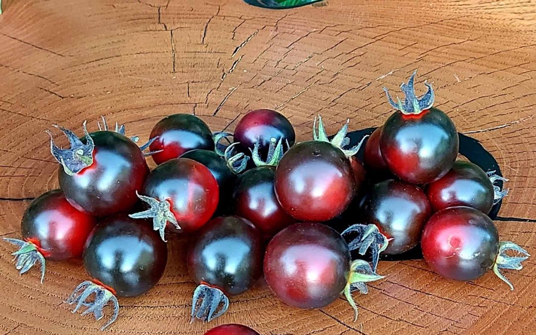 Cherrytomat – Dancing with Smurfs – Blå-lilla cherry med dyb rød farve i bunden