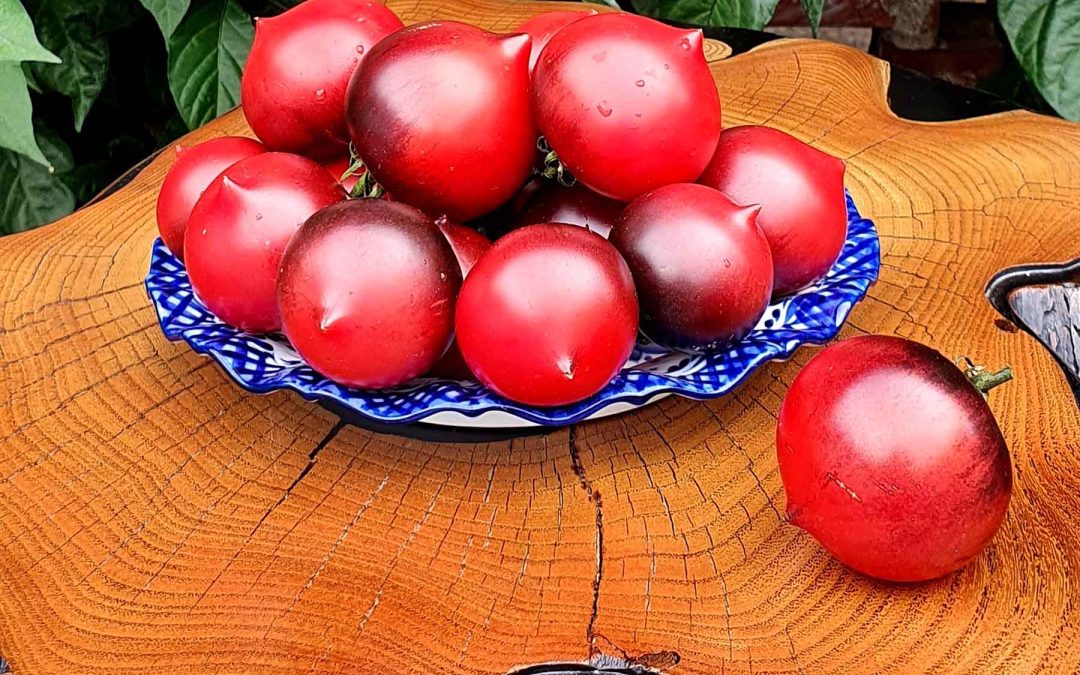 Cherrytomat – Jolie Coeur (H 34 Rot) – Flot rød rund tomat med spids og flot farvespil