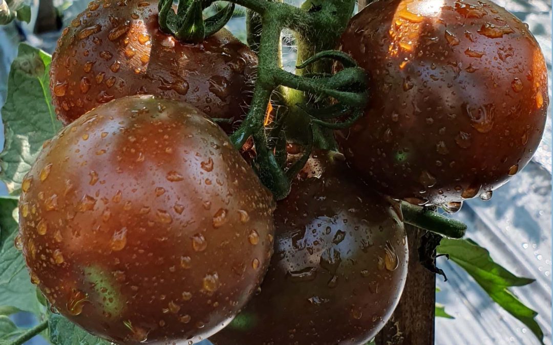 Cherrytomat – Kumato – Sød tomat i gyldengrøn til mørkebrun farve