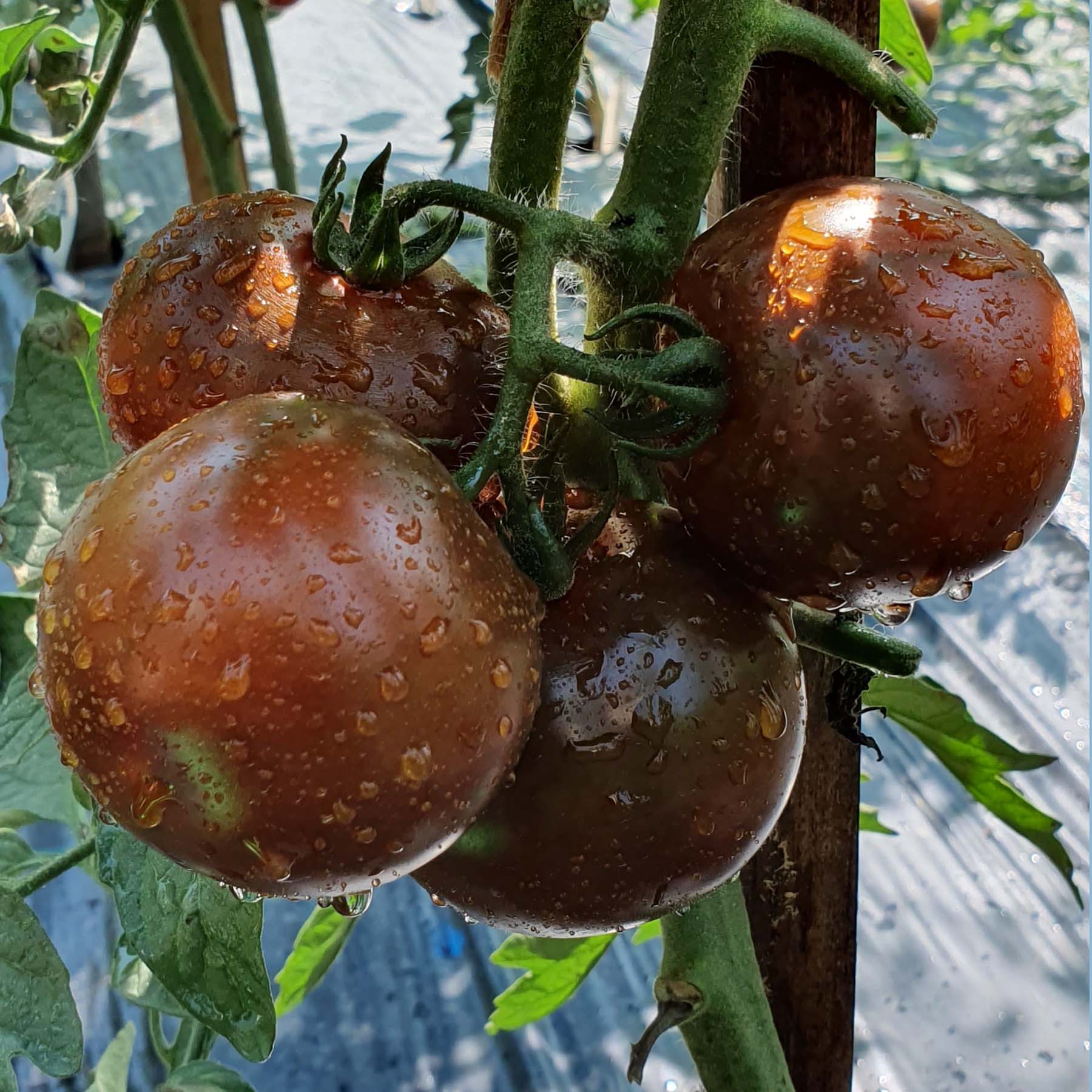 Cherrytomat - Kumato - Sød tomat gyldengrøn mørkebrun - TagTomat