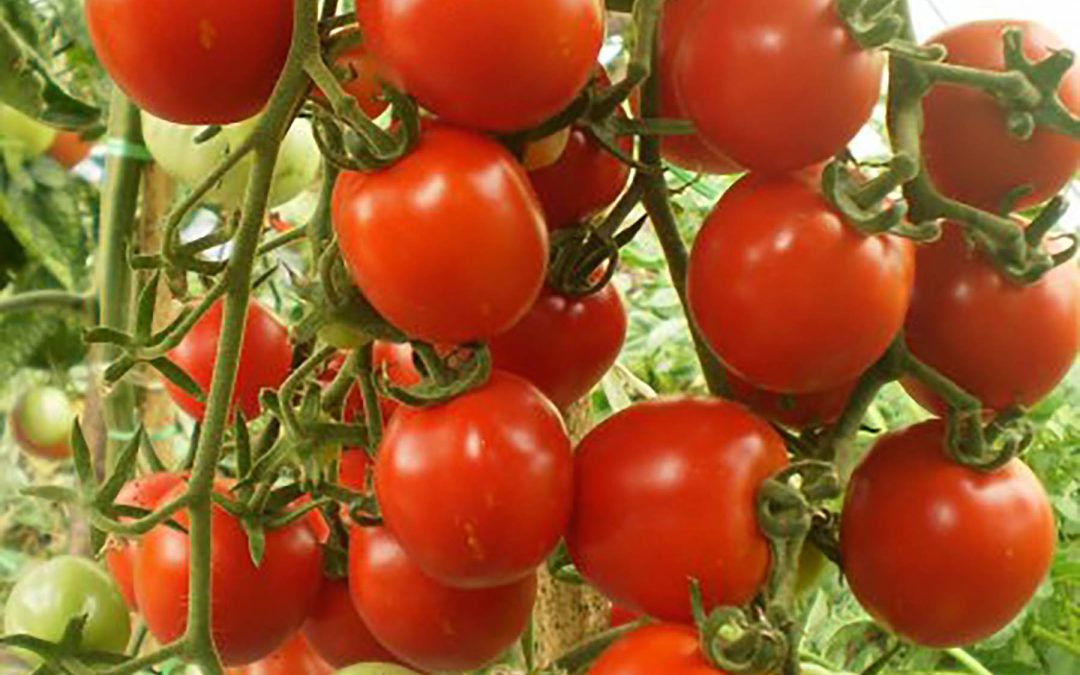 Cherrytomat – Pizzeria – Rød cherry med helt op til 20-30 tomater pr. klase