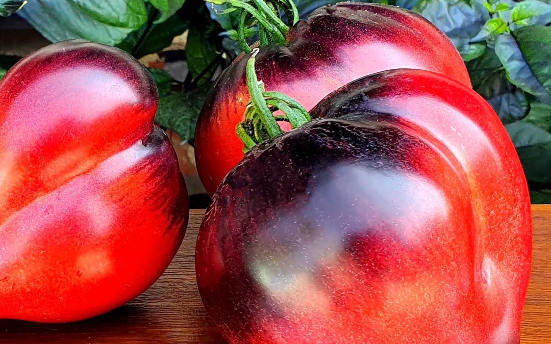 Hjerteformet Tomat – Sgt. Pepper’s – Flot skinnende sort-rød hjertetomat