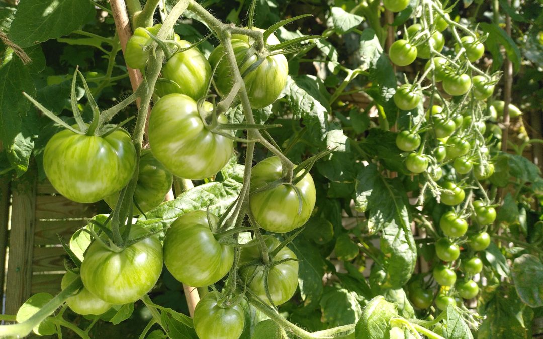 Tomatnørderi – vækstformer, knibning og forskellige tomattyper