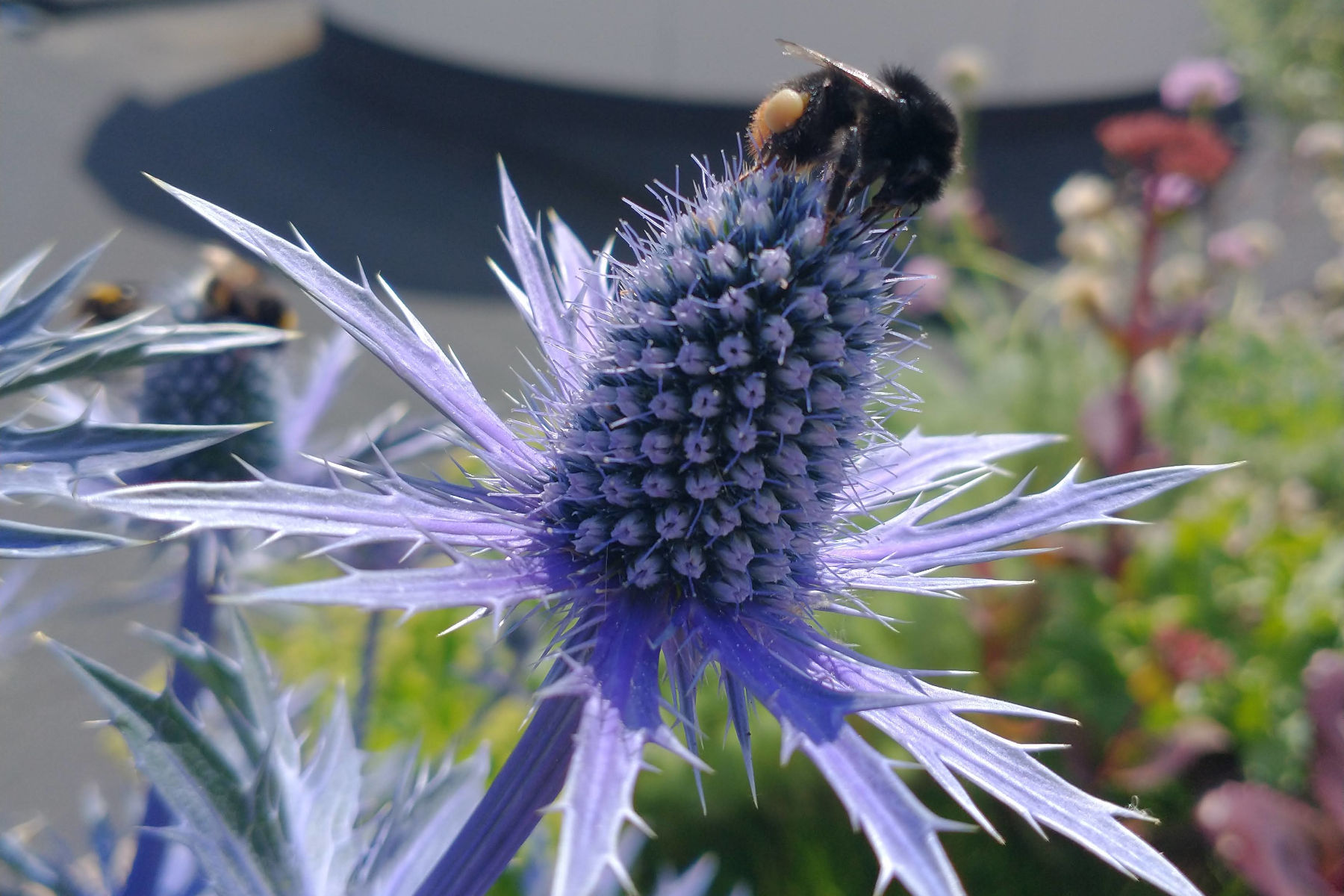 Tagtomat skaber biodiversitet i byen med selvvandende plantekasser. Her sidder en bi på en lilla blomst.